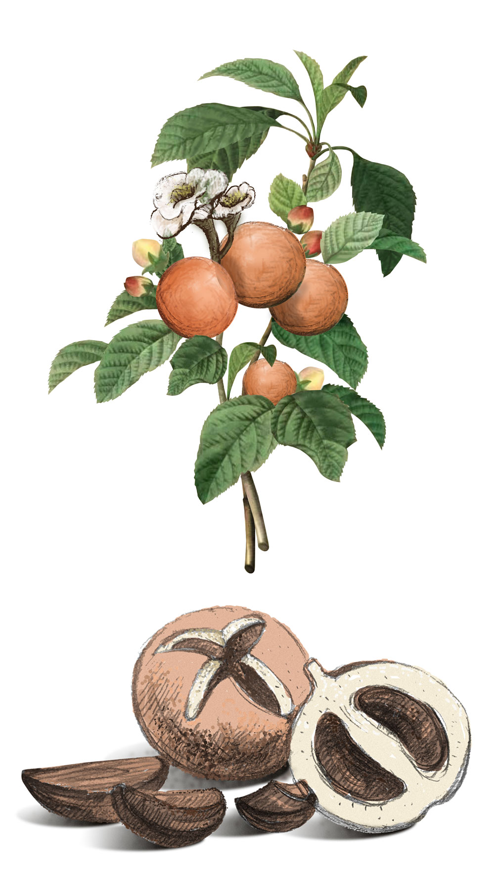 山茶籽油包装 手绘插画(山茶果)